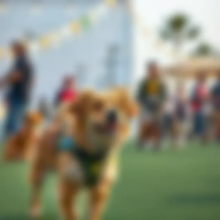 A vibrant dog event in Dubai showcasing community engagement and pet-friendly activities