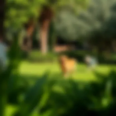 A picturesque dog-friendly park in Dubai with lush greenery and happy dogs playing