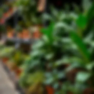 Exotic Plant Selection Variety of exotic plants available for purchase